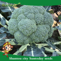 Suntoday garden seeds catalogue vegetable F1 buying organic seeds online heriloom broccoli seeds(A42001)